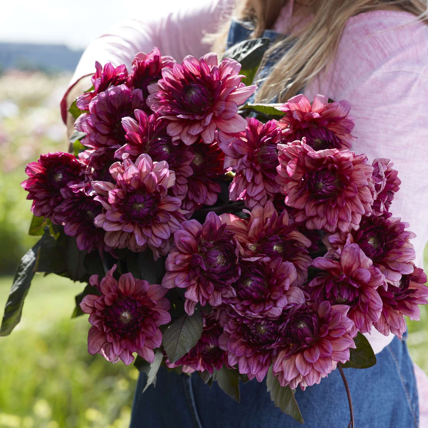 Dahlie 'Molly Raven'